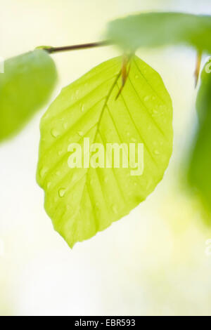 Comune di faggio (Fagus sylvatica), giovane foglia con gocce di rugiada, GERMANIA Baden-Wuerttemberg, Odenwald Foto Stock