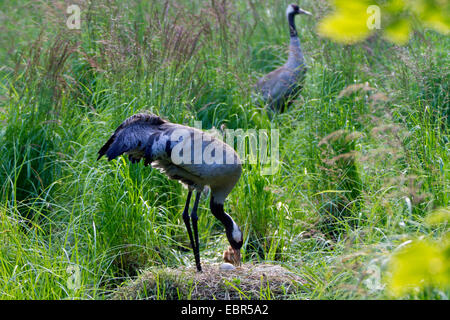 Comune, Gru Gru eurasiatica (grus grus), i genitori al nido con pulcino e uova, Germania, Meclemburgo-Pomerania Occidentale Foto Stock