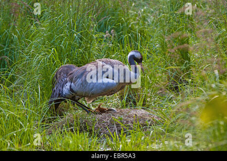 Comune, Gru Gru eurasiatica (grus grus), maschio al nido con pulcino e uova, Germania, Meclemburgo-Pomerania Occidentale Foto Stock