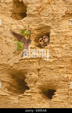 Sabbia martin (Riparia Riparia), davanti alla grotta di allevamento con squeaker, in Germania, in Baviera, Isental Foto Stock