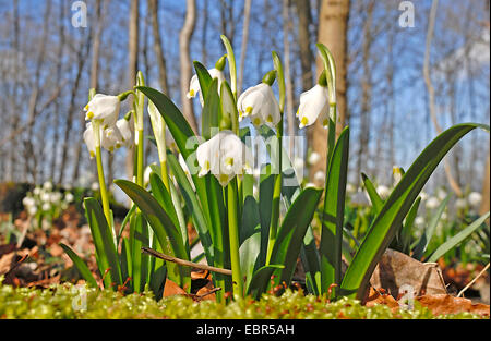 Il simbolo del fiocco di neve di primavera (Leucojum vernum), Germania Foto Stock