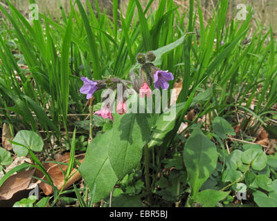 Dark lungwort (Pulmonaria obscura), fioritura sul suolo della foresta, Germania, Bassa Sassonia Foto Stock