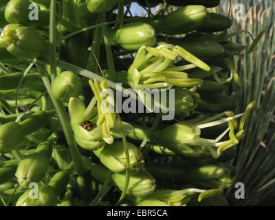 Coda di volpe agave, secolo smidollati impianto (Agave attenuata), fiori Foto Stock