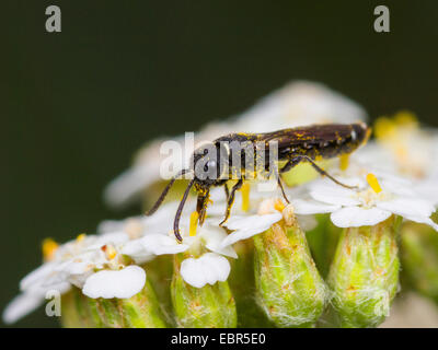 Club-cornuto wasp (Sapygina decemguttata), femmina rovistando su comuni yarrow (Achillea millefolium), Germania Foto Stock