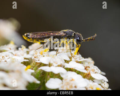 Club-cornuto wasp (Sapygina decemguttata), femmina rovistando su comuni yarrow (Achillea millefolium), Germania Foto Stock