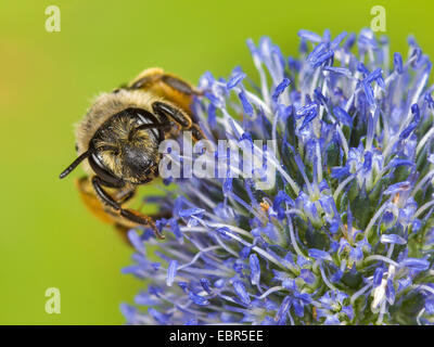 Giallo-zampe di data mining bee (Andrena flavipes), femmina su eryngo (Eryngium planum), Germania Foto Stock