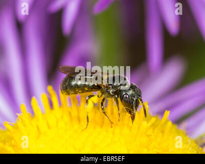 Blue carpenter bee (Ceratina cyanea), femmina rovistando su annuale (fleabane Erigeron annuus), Germania Foto Stock