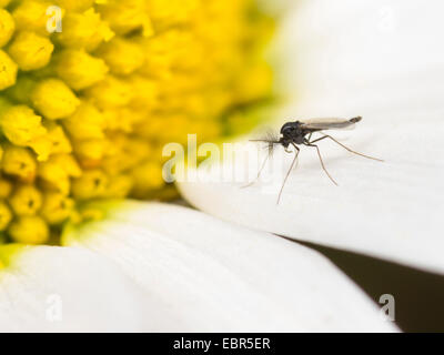 Dark-winged moscerini di fungo, moscerini root (Sciaridae), maschile seduto su una Margherita occhio di bue fiore (Leucanthemum vulgare), Germania Foto Stock