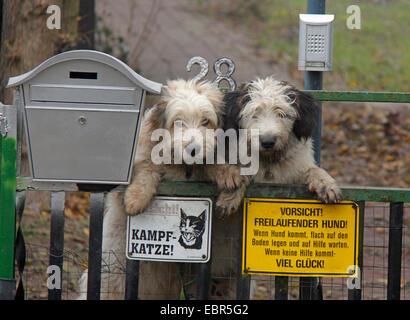 Razza cane (Canis lupus f. familiaris), watchdog in corrispondenza di un cancello con la casella di posta elettronica e di un cartello di segnalazione, in Germania, il Land Brandeburgo Foto Stock