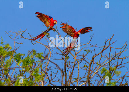 Scarlet Macaw (Ara Macao), di due uccelli di atterraggio su un albero superiore, Costa Rica Foto Stock