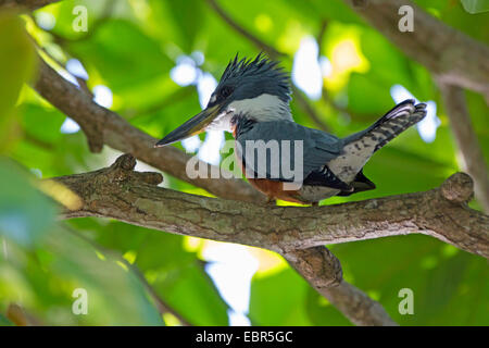 Di inanellare kingfisher (Megaceryle torquata), seduto su un ramo di un albero lasciato, Costa Rica Foto Stock