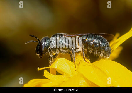 Carpenter bee (Ceratina chalybea), femmina seduto sulla parete (hawkweed Hieracium murorum), Germania Foto Stock