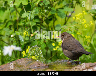 Merlo (Turdus merula), capretti blackbird di balneazione in un giardino fontana, Germania Foto Stock