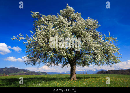 apple tree (Malus domestica), flowering apple tree in a meadow in spring, Switzerland, Zuercher Oberland Foto Stock