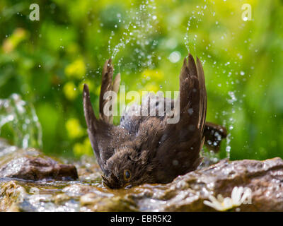 Merlo (Turdus merula), capretti blackbird la balneazione , Germania Foto Stock
