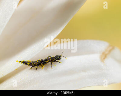 Thrips (Suocerathrips lingus), a Margherita occhio di bue fiore (Leucanthemum vulgare), Germania Foto Stock