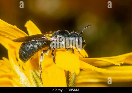 Carpenter bee (Ceratina chalybea), femmina seduto sulla parete (hawkweed Hieracium murorum), Germania Foto Stock