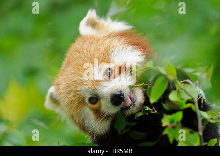 Panda minore, panda rosso (Ailurus fulgens), mangiare panda Foto Stock