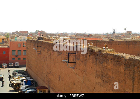 Cicogna bianca (Ciconia ciconia), cicogne nidificazione sulle pareti del Palazzo El Badi rovine, Marocco Marrakech Foto Stock