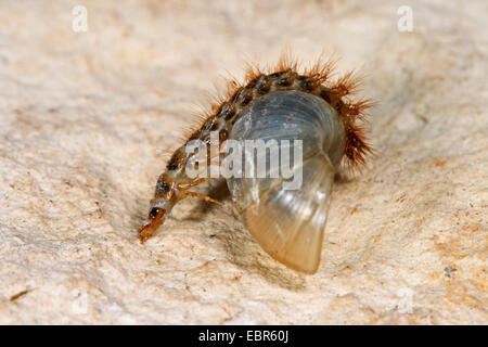 Falso firefly beetle (Drilus concolor), larva su un guscio di lumaca, Germania Foto Stock