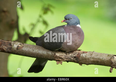 Il Colombaccio ( Columba palumbus), che poggiano su un ramoscello, in Germania, in Renania settentrionale-Vestfalia Foto Stock