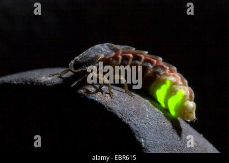 Delle lucciole, glow worm, grande Europeo glow worm beetle (Lampyris noctiluca), mostra la bioluminescenza, Germania, Europa, Germania Foto Stock