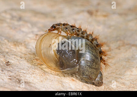 Falso firefly beetle (Drilus concolor), larva su un guscio di lumaca, Germania Foto Stock