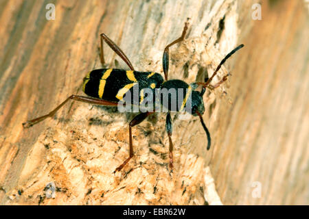 Wasp beetle (Clytus arietis), su deadwood, Germania Foto Stock