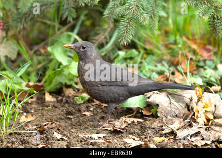 Merlo (Turdus merula), femmina blackbird sul suolo della foresta in autunno, in Germania, in Renania settentrionale-Vestfalia Foto Stock