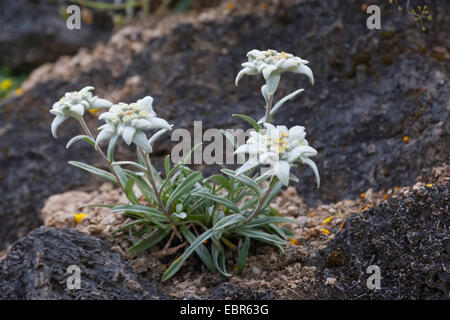 Edelweiss (Leontopodium alpinum, Leontopodium nivale), fioritura, Germania Foto Stock