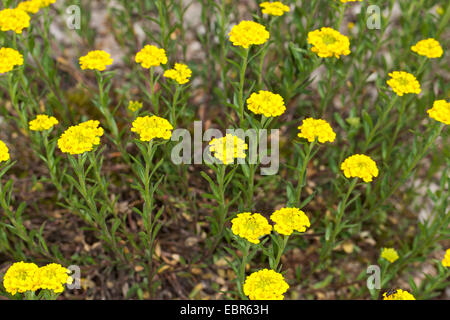 Alison di montagna, mountain Alyssum (Alyssum montanum), fioritura, Germania Foto Stock