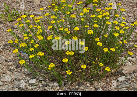 Alison di montagna, mountain Alyssum (Alyssum montanum), fioritura, Germania Foto Stock