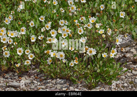 Mountain avens (Dryas octopetala, Dryas octopetala var. vestita), fioritura, Germania Foto Stock