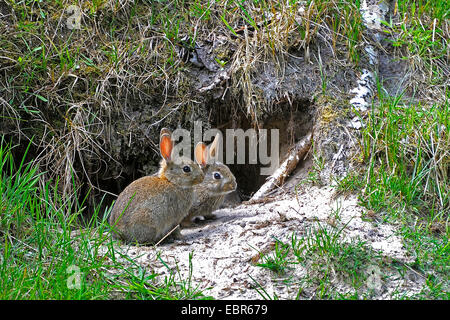 Coniglio europeo (oryctolagus cuniculus), due conigli di fronte al loro den, Germania, Bassa Sassonia, Juist Foto Stock