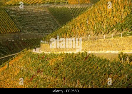 Vigneti di la valle dell'Ahr, area di coltivazione dei vitigni Pinot Nero e Portugieser Traube, in Germania, in Renania Palatinato, Ahrtal Foto Stock