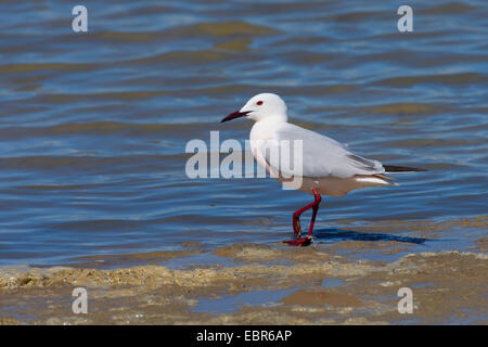 Snello fatturati gabbiano (Larus genei), sorge sulla spiaggia Foto Stock