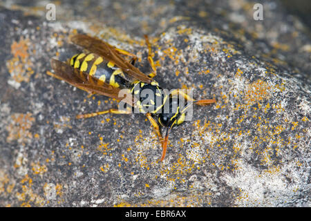 Carta wasp (Polistes gallicus, Polistes dominulus), su una pietra, Germania Foto Stock