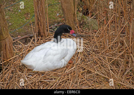 Nero a collo di cigno (Cygnus melanocoryphus), giacente sul nido, Germania Foto Stock