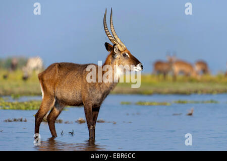 Waterbuck (Kobus ellipsiprymnus), maschio in piedi in acqua poco profonda del lago Naivasha, Kenya Foto Stock