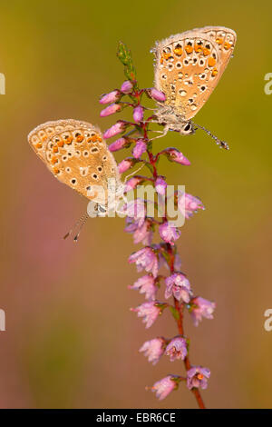 Comune (blu Polyommatus icarus), due comuni blues su heath, Germania, Bassa Sassonia Foto Stock