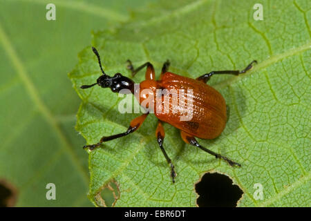 Hazel curculione (Apoderus coryli), su una foglia, Germania Foto Stock