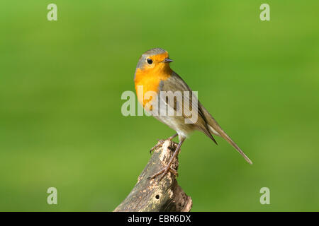 Unione robin (Erithacus rubecula), seduto su un post e guardando indietro, in Germania, in Renania settentrionale-Vestfalia Foto Stock