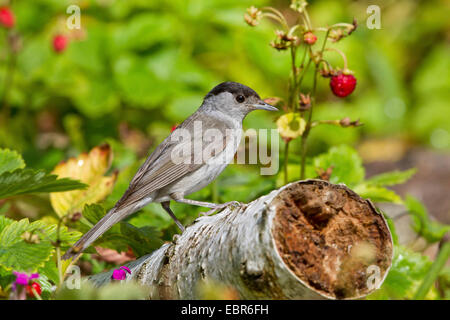 Capinera (Sylvia atricapilla), maschile seduto su un ramo di betulla, Germania Foto Stock