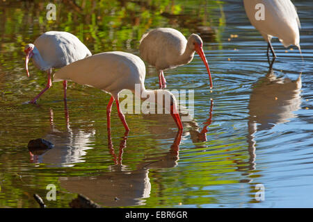 Bianco (ibis Eudocimus albus), la ricerca di cibo in acque poco profonde, in controluce, Costa Rica, Jaco Foto Stock