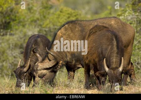 African buffalo (Syncerus caffer), gruppo pascolo, Sud Africa, Eastern Cape, Addo Elephant National Park Foto Stock