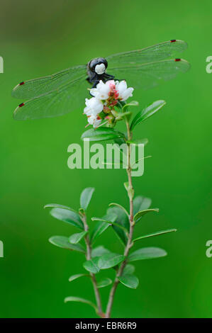 Nero (sympetrum Sympetrum danae), seduta di cowberries, Germania, Bassa Sassonia Foto Stock