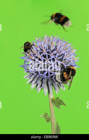 Grande globethistle, grande globo-thistle, giant globe thistle (Echinops sphaerocephalus), infiorescenza con bombi, Germania Foto Stock