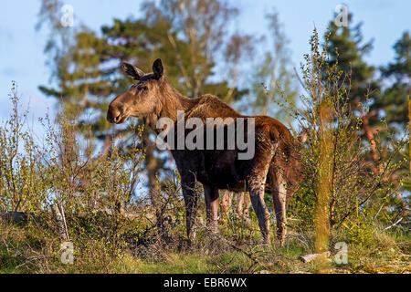 Elk, alci europea (Alces alces alces), mucca elk in piedi di arbusti, Svezia Foto Stock
