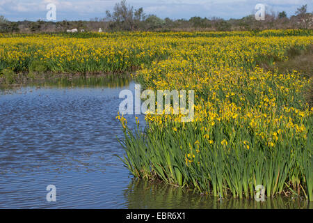 Iris gialla, bandiera gialla (Iris pseudacorus), fioritura in un lago, Germania Foto Stock