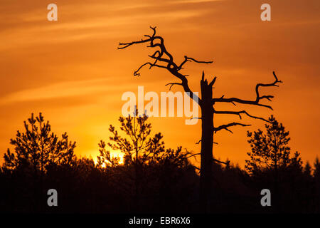 Sagome di un albero morto e conifere nelle prime ore del mattino, Germania Foto Stock